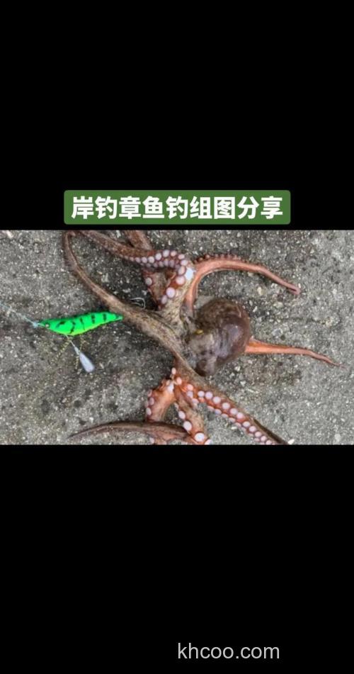海边钓章鱼全攻略：看藏身处、挑对饵料装备，搞定这个聪明的对手