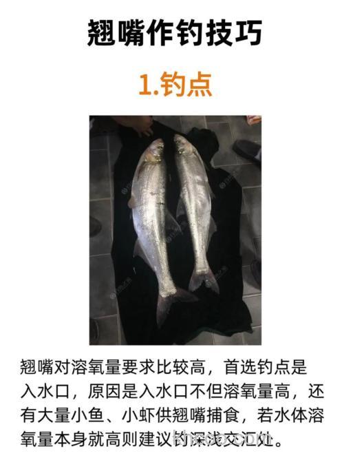 下雨天野钓翘嘴怎么钓？找准鱼窝饵料是关键技巧