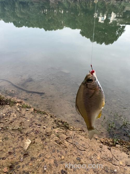 晚春野钓这样玩！选对浅滩和饵料，轻松连竿大鱼