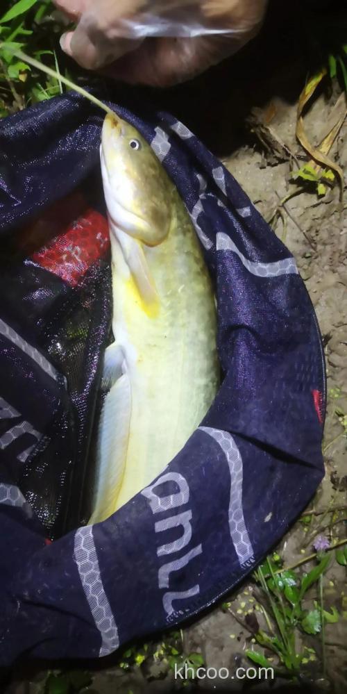 清明前后夜钓黄鲶鱼：选饵打窝找钓点，三个关键渔获翻倍