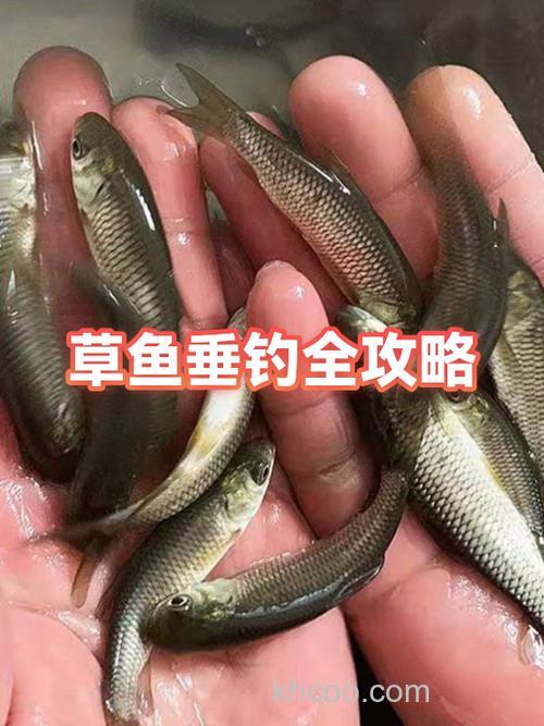 草鱼也有不吃素饵的时候