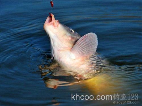 如何在初冬的刮风天垂钓草鱼