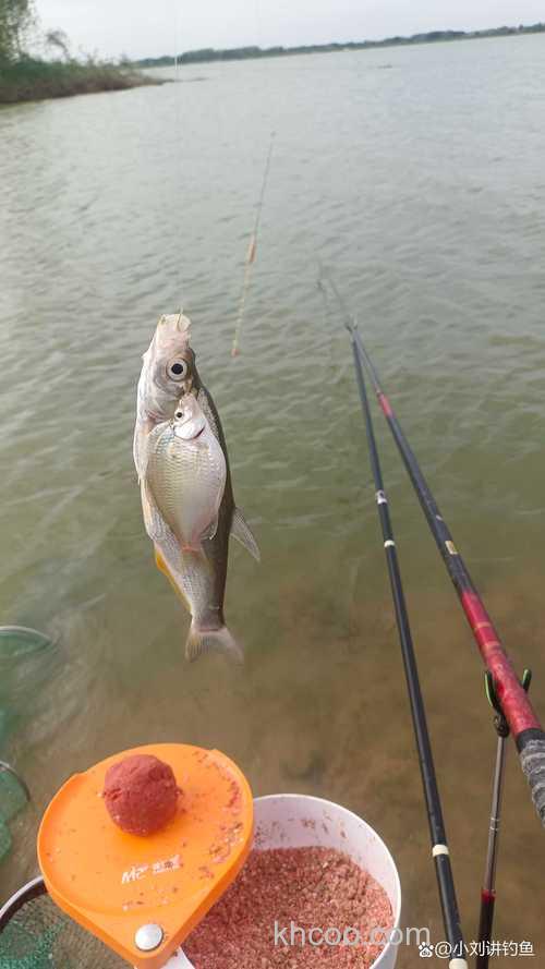 黑坑钓草鱼时遇闹小鱼情况如何应对?
