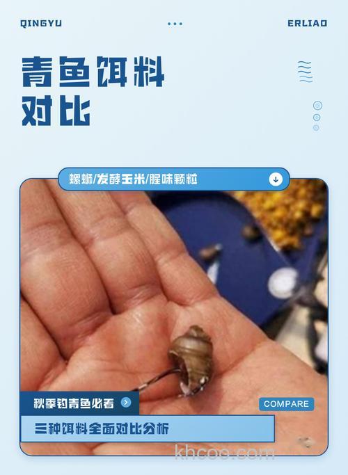 钓鱼用青鱼饵料螺蛳、玉米粒效果对比