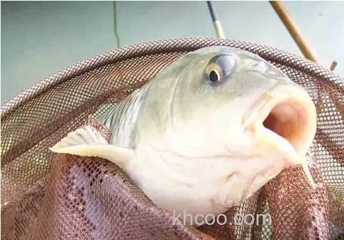 米饭小麦饵现在钓鲫鱼正好用