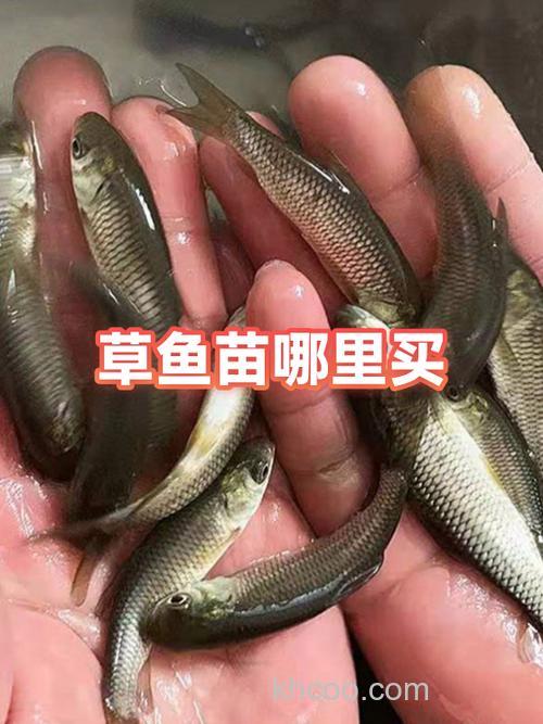 草鱼草鱼你别走开学会这5招等你来~