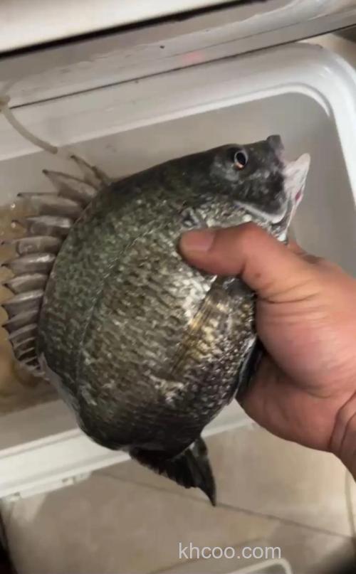 台州海钓为何总空手？老陈分享钓具、钓点、潮汐调整技巧，鱼获翻倍实录