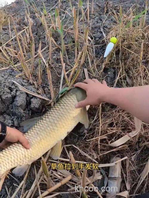 夏钓草鱼抛杆最好用这些技巧你真的学会了吗？