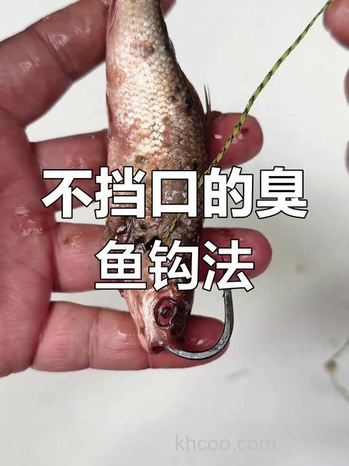 白天钓鲶鱼用什么诱饵最快上钩？