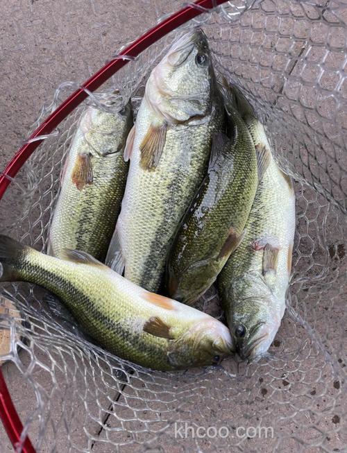 中午野钓鲈鱼真的没口？掌握这方法，2小时狂拉7条大鲈鱼