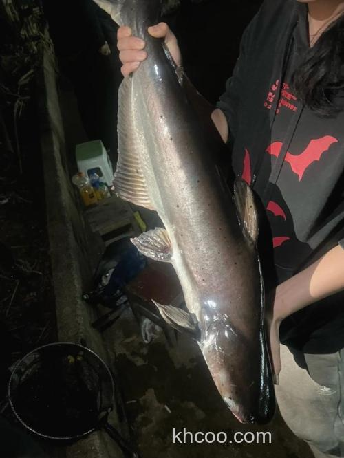 巴沙鱼用什么饵料垂钓