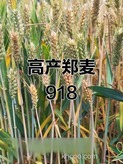 918有多少品种？