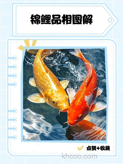 请教锦龙鲤的性状？