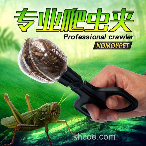 面包虫与大麦虫：绿色万能饵的实践体验