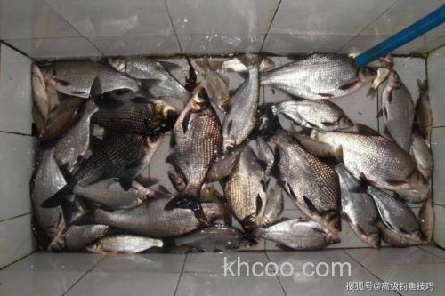 野钓流水鳊鱼怎么选位？老陈分享太湖、千岛湖实战经验，爆护技巧揭秘