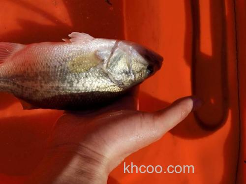 湘江台钓攻略：如何选择钓位？掌握这几点，渔获翻倍