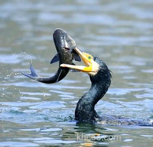 鱼鹰们 来 来 来~！~！