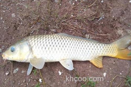 鲤鱼一般离岸边多远?