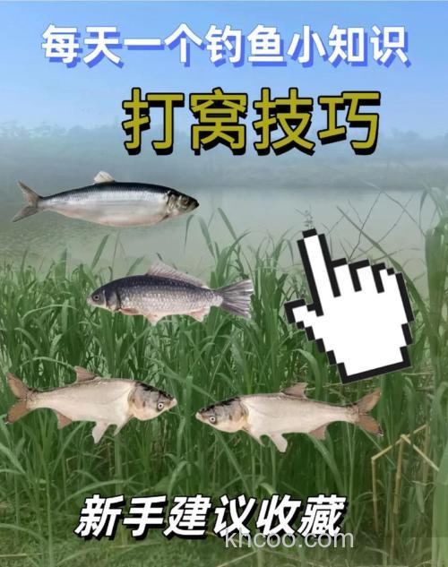 钓鲤鱼如何打窝