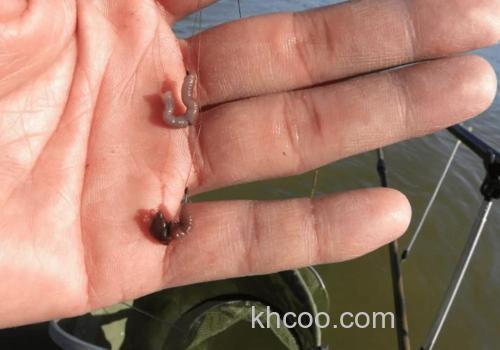 冬天用蚯蚓钓鲫鱼的小细节