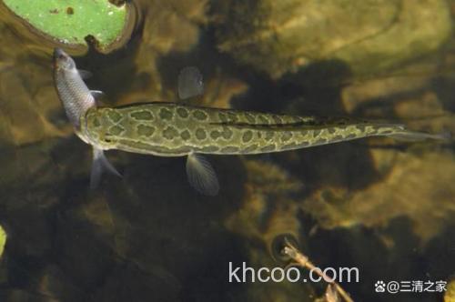 钓黑鱼用猪肝还是泥鳅好？