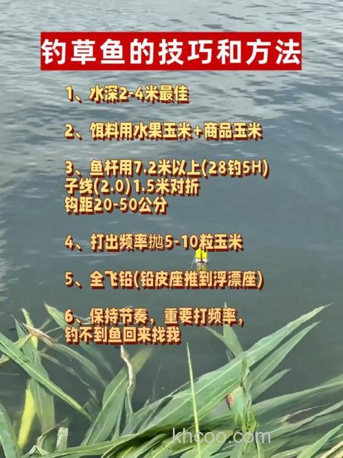 求教钓草鱼和鳊鱼的绝招