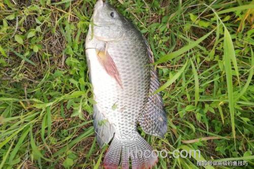 湘江野钓技巧大揭秘！钓位选择及不同季节的关键要点