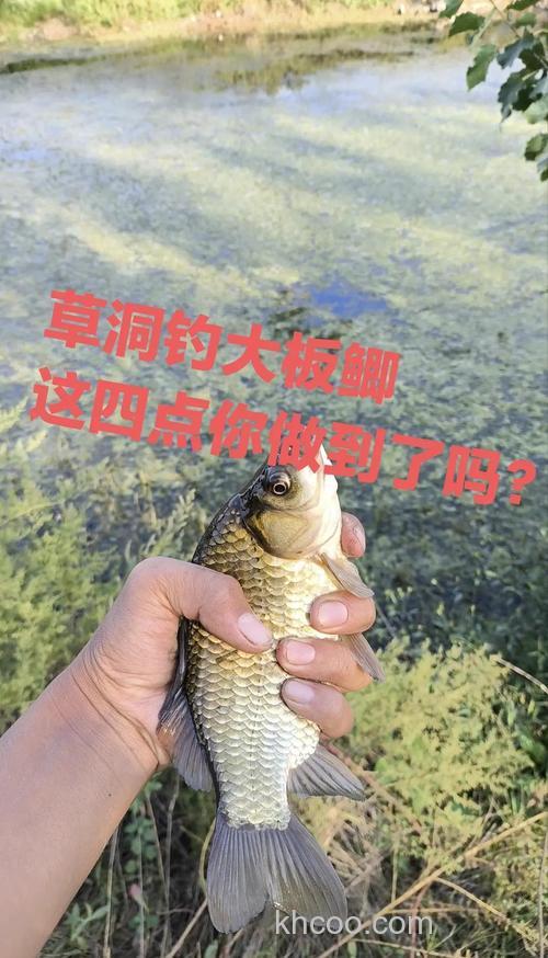 秋季钓鲫鱼该不该钓草洞