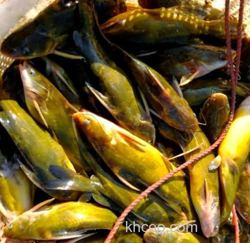 黄骨鱼的栖息环境