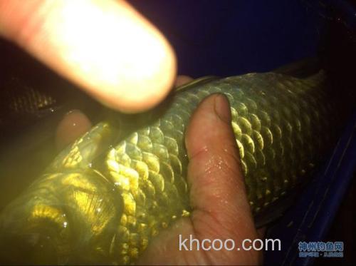 师徒二人大众水库复仇记-白条马口板鲫爆箱