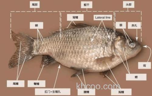 鲫鱼的内部结构？