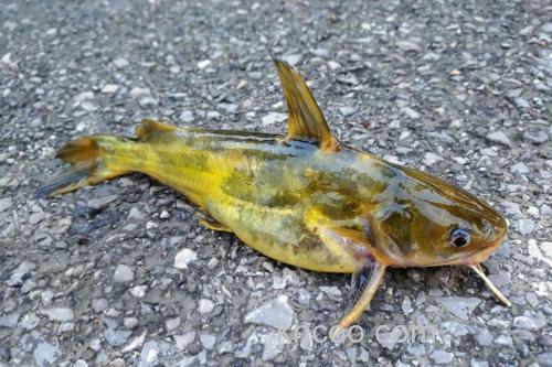 野钓鲶、黄颡鱼的实用性技巧攻略