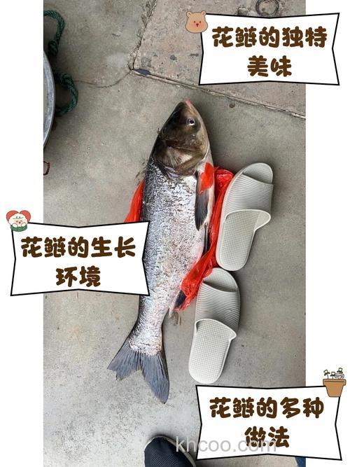 求解~稀里糊涂手竿钓上了大花鲢~其中道理不明白~