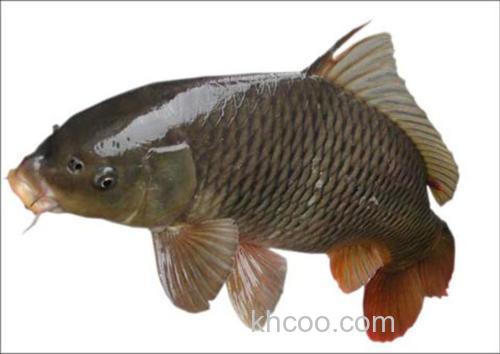 黄河鲤鱼和野味怎么做