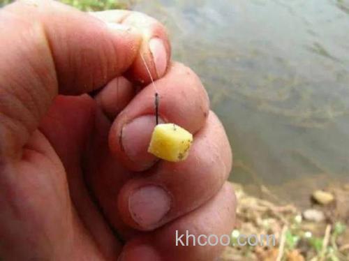 红薯能钓到鲫鱼吗？