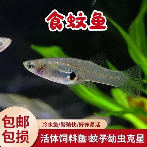 麦穗鱼吃蚊子幼虫吗？