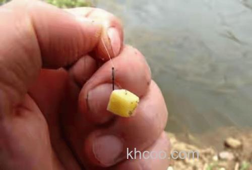 红薯怎么钓鲤鱼 你都学会了吗