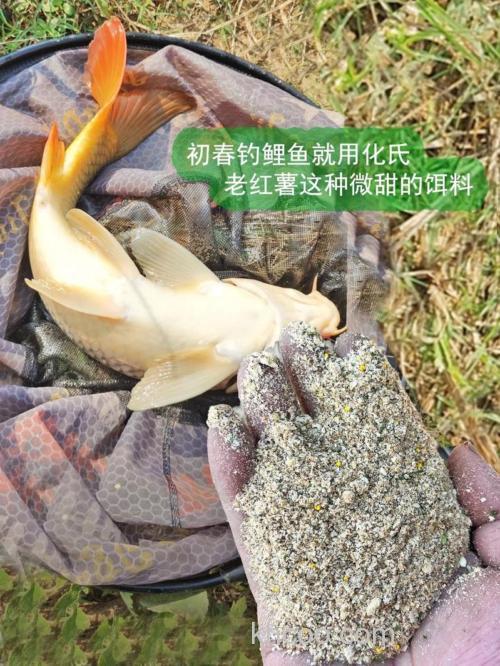 怎样用红薯钓鲤鱼？