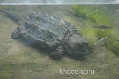 大鳄龟买回家一星期了还没吃食怎么办?