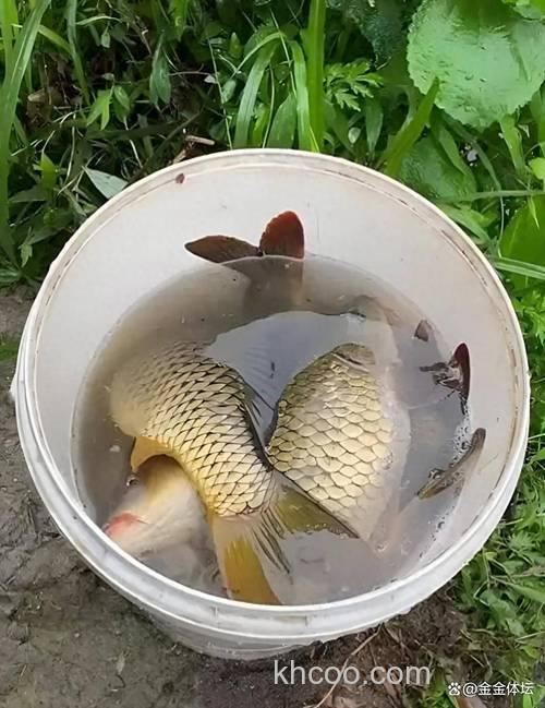 在湖里用什么味道的饵料钓大头鱼?