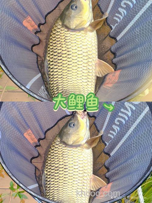 红薯鲤单开怎么样