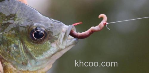 鲤鱼吃蚯蚓是什么原因？