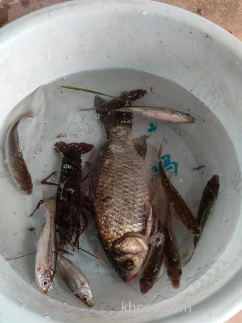 麻雀肉能钓鱼吗