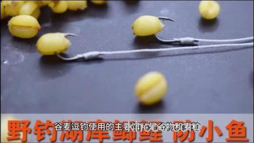 麦粒逗钓方法？