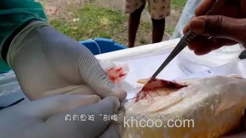 鲤鱼怎么开膛，从哪里下手？