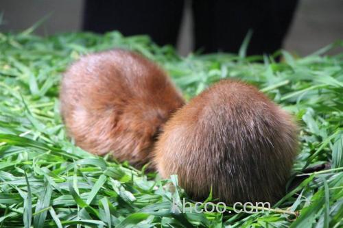 麝香鼠养殖模式？