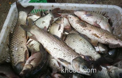 香茅根泡酒黑坑钓草鱼效果怎样？