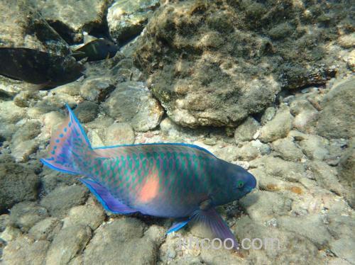 地图鱼都吃什么？