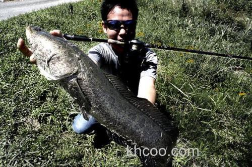 日款 AbuGarcia REVO BEAST 水滴轮